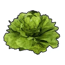 Lettuce